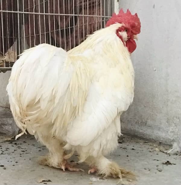 1 White Adult Bantam Cochin Rooster 1