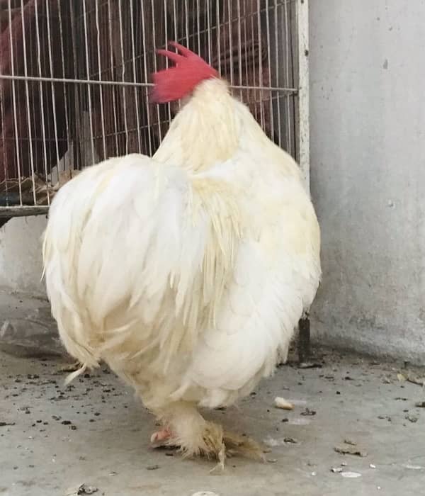 1 White Adult Bantam Cochin Rooster 2