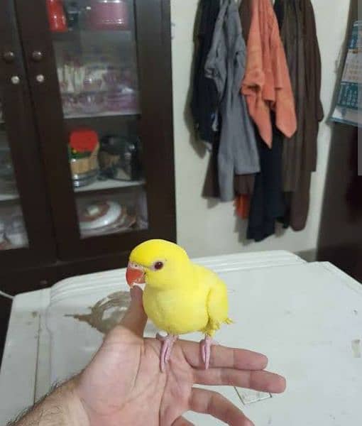 Lutino Indian ringneck 4 month self pathy 1