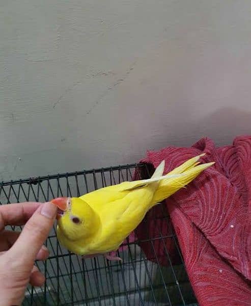 Lutino Indian ringneck 4 month self pathy 2