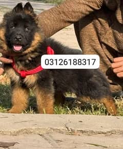 Garman shepherd puppies for sale 03126188317call wahtasp