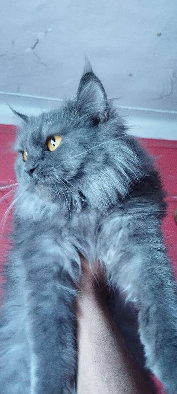 Persian cats available 0