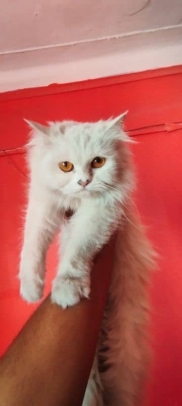 Persian cats available 1