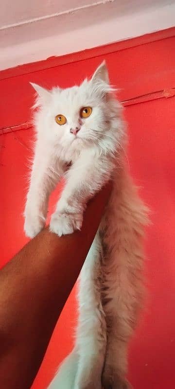 Persian cats available 2