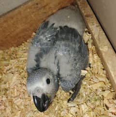 African Gray