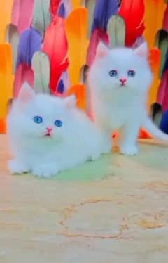 0348*15*37*307 My Whatsapp number Persian kittens for urgent sale