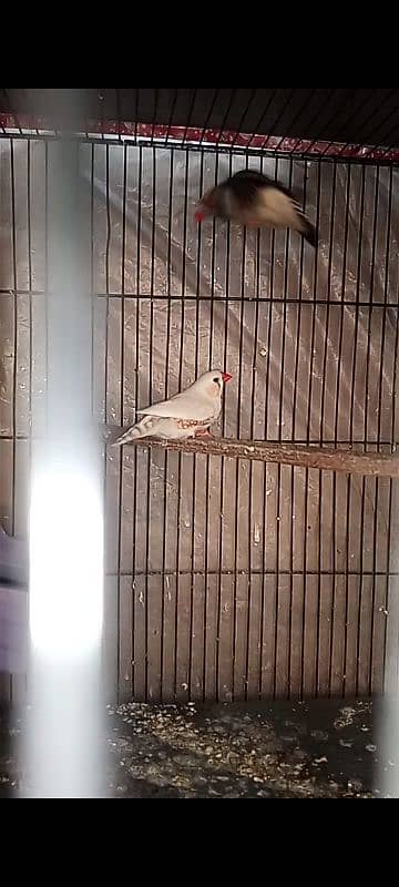 finch undersize mutation forsell 4