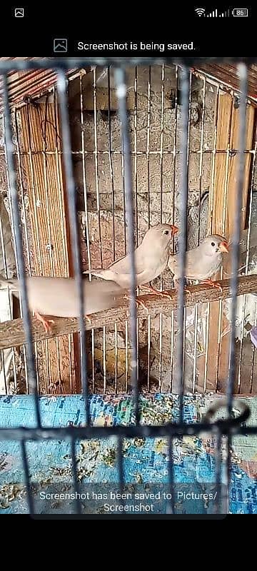 finch undersize mutation forsell 5