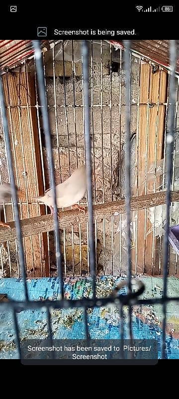 finch undersize mutation forsell 6