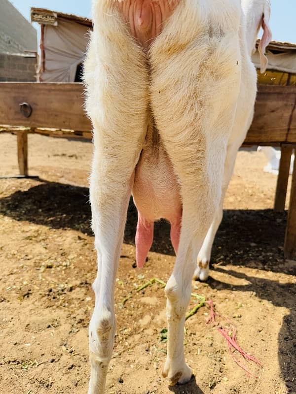 Rajanpuri Bakri 4