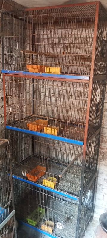 Breeder Lovebirds. white MURGA. cage. beeding keekar box 0