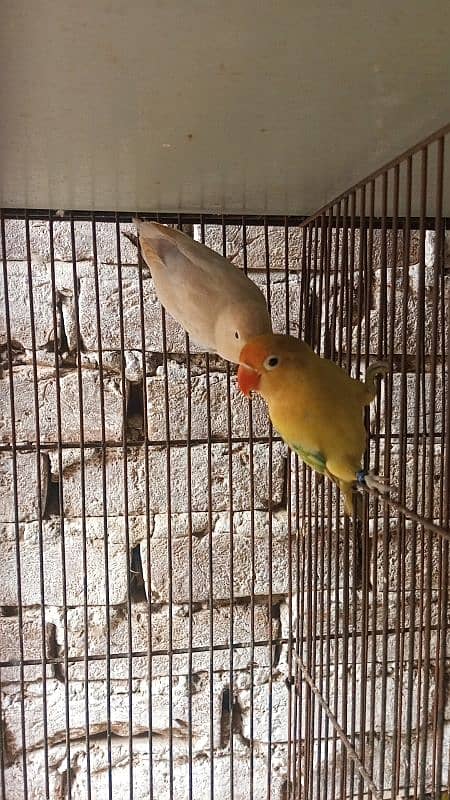 Breeder Lovebirds. white MURGA. cage. beeding keekar box 1