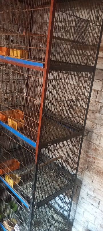 Breeder Lovebirds. white MURGA. cage. beeding keekar box 2