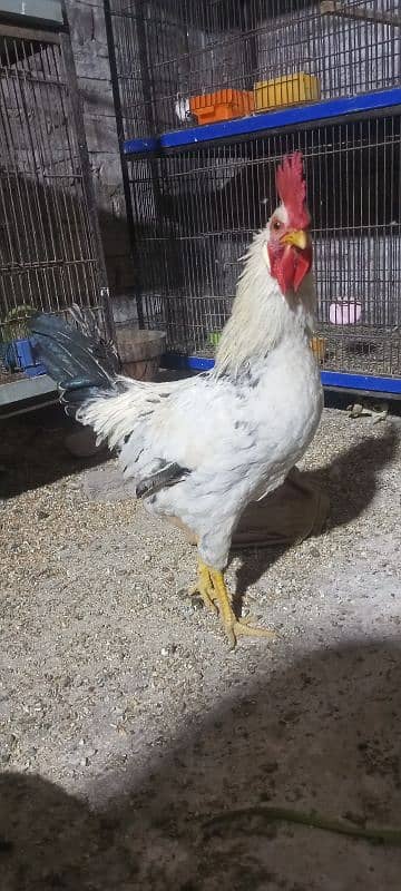 Breeder Lovebirds. white MURGA. cage. beeding keekar box 4