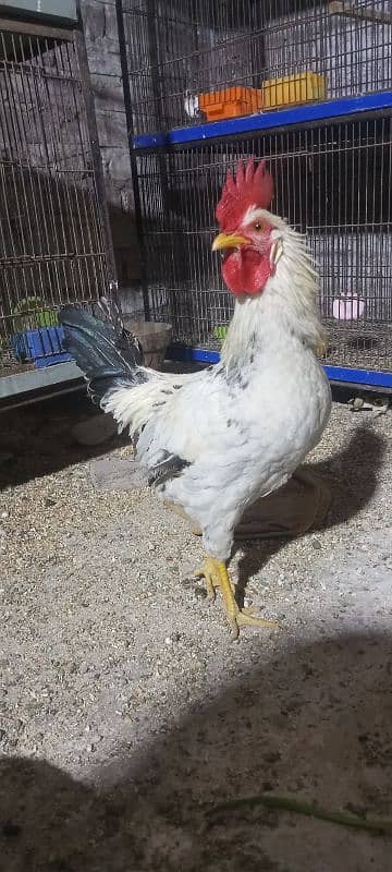 Breeder Lovebirds. white MURGA. cage. beeding keekar box 5