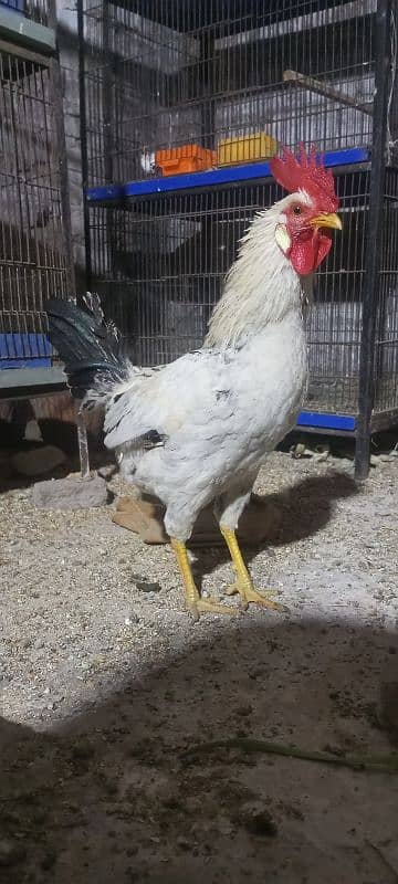 Breeder Lovebirds. white MURGA. cage. beeding keekar box 6