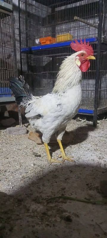 Breeder Lovebirds. white MURGA. cage. beeding keekar box 7