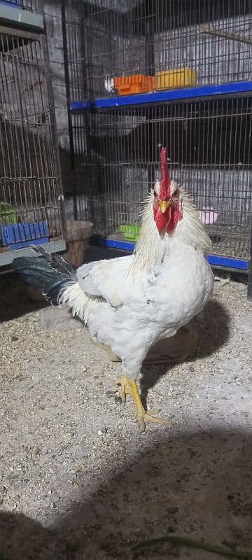 Breeder Lovebirds. white MURGA. cage. beeding keekar box 8