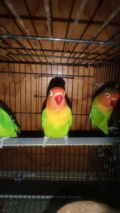 love birds 2 pair