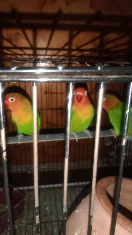 love birds 2 pair 2