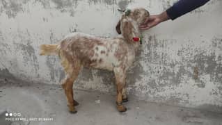 Makki cheeni bakra for sale - Pakka Kheera / Khassi