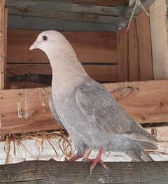 Fancy Pigeons for Sale (Pouter, Lakky, Sentinent, king etc)