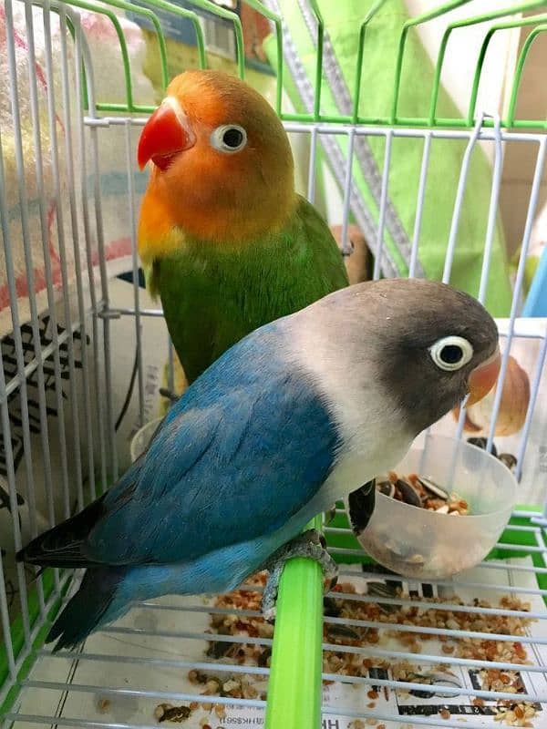 Blue parsnata and green opaline pair for sale | ready to breed 0