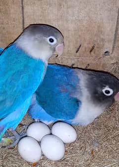 Lovebirds,Albino,Blue fisher,Blue personata