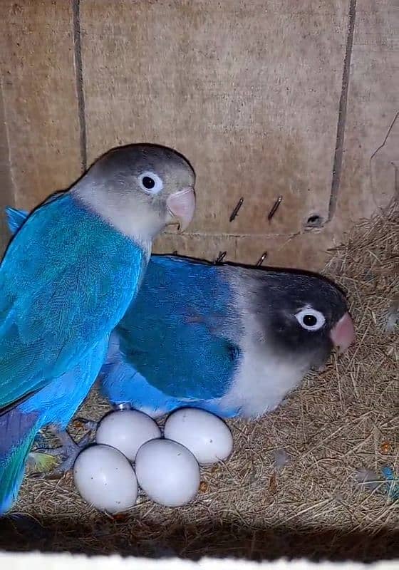 Lovebirds,Albino,Blue fisher,Blue personata 1