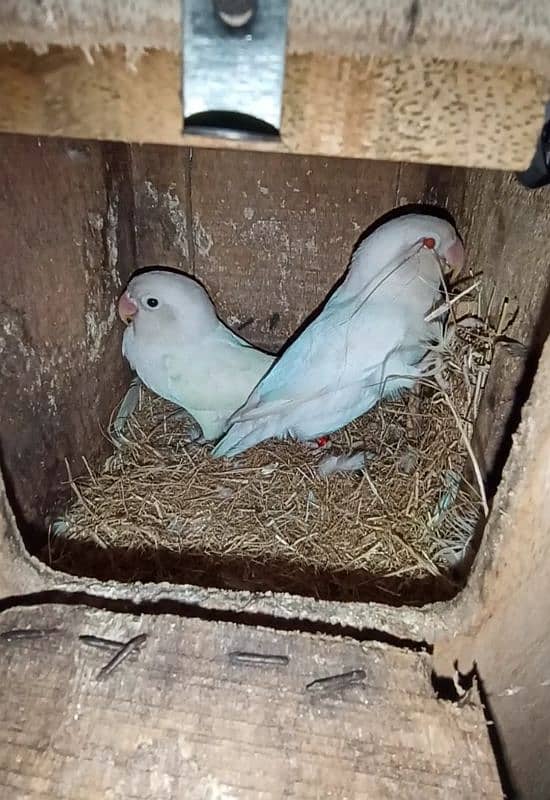 Lovebirds,Albino,Blue fisher,Blue personata 3