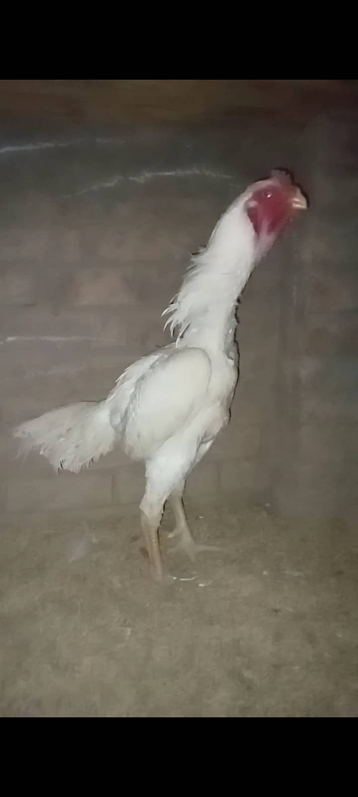 White Shamo male /king size/ pure aseel shamo murgha/high quality hen 2