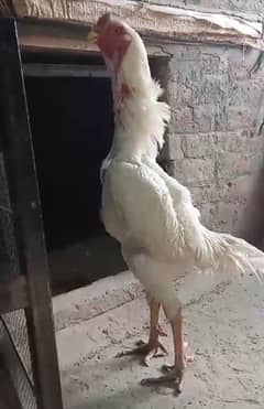 White Shamo male /king size/ pure aseel shamo murgha/high quality hen