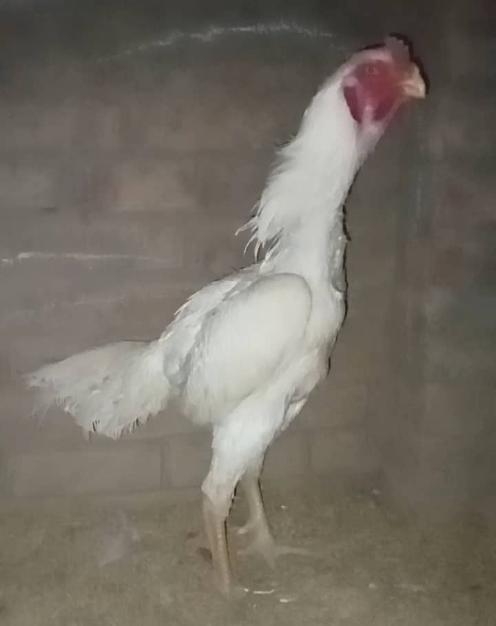 White Shamo male /king size/ pure aseel shamo murgha/high quality hen 3