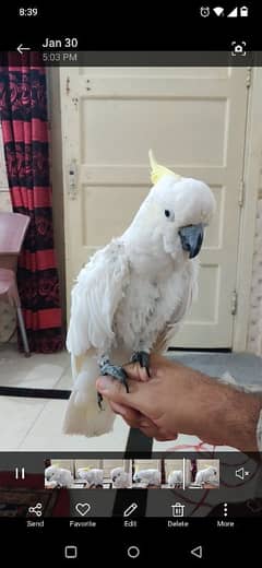 cockatoo for sell