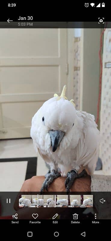 cockatoo for sell 1