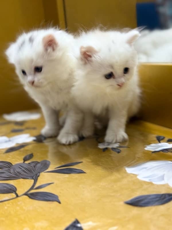 persian pair 40 days 0