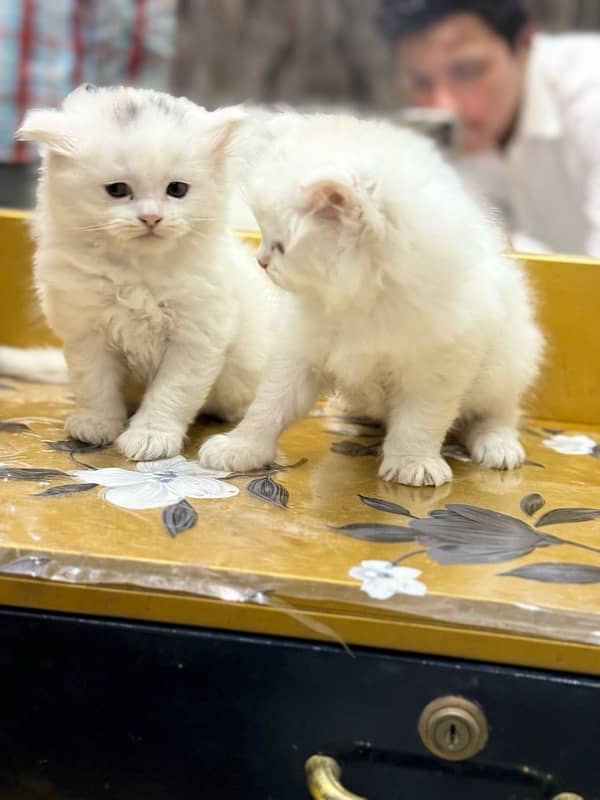 persian pair 40 days 1