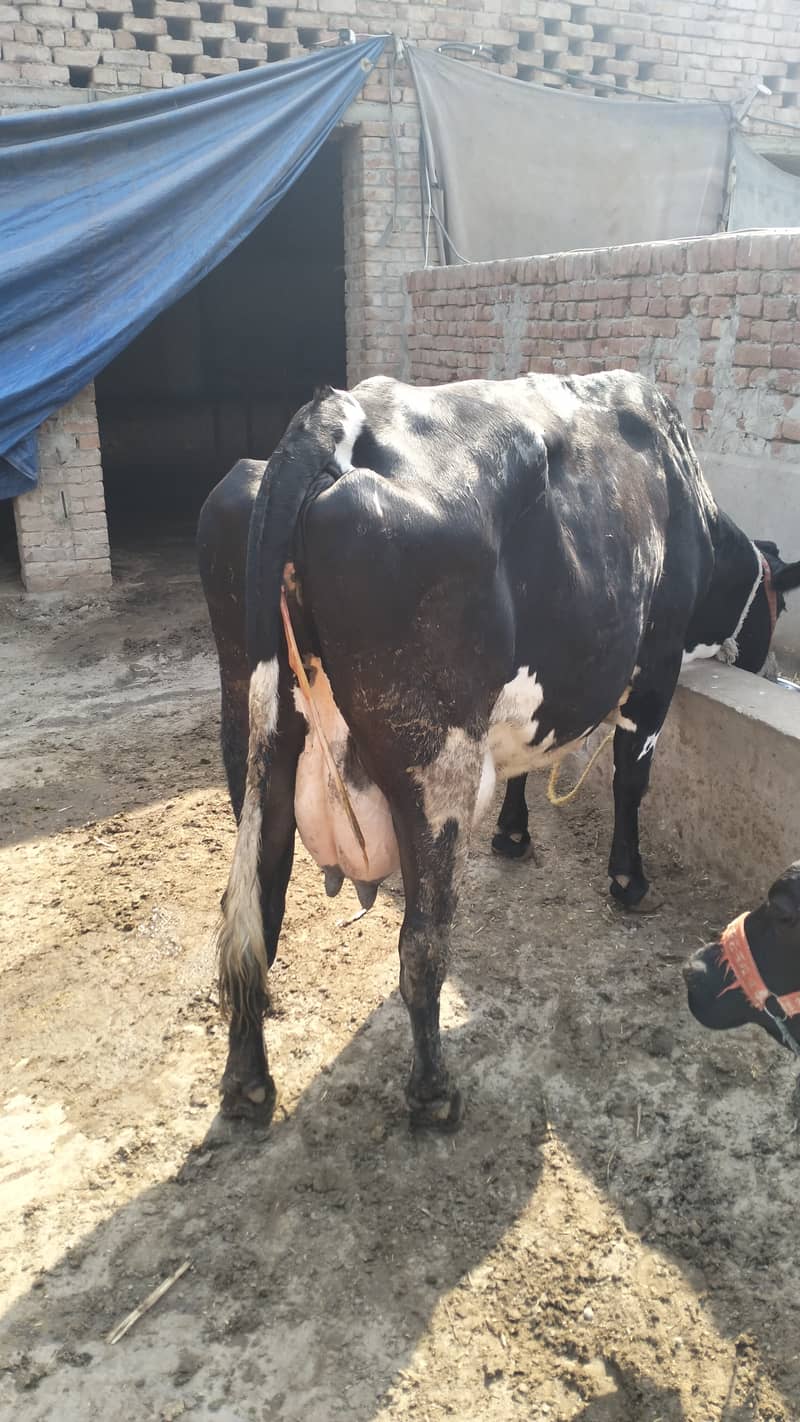 Cross Cow 20 liter Doodh 2no time 1