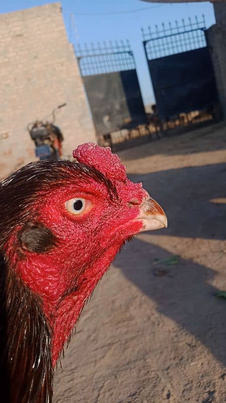 Assel rooster for sale 0