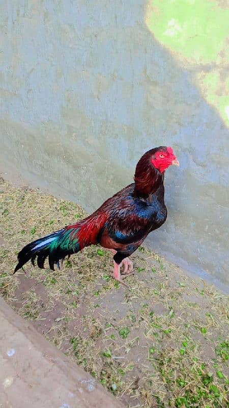 Assel rooster for sale 2