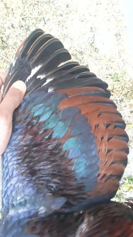 Assel rooster for sale 4