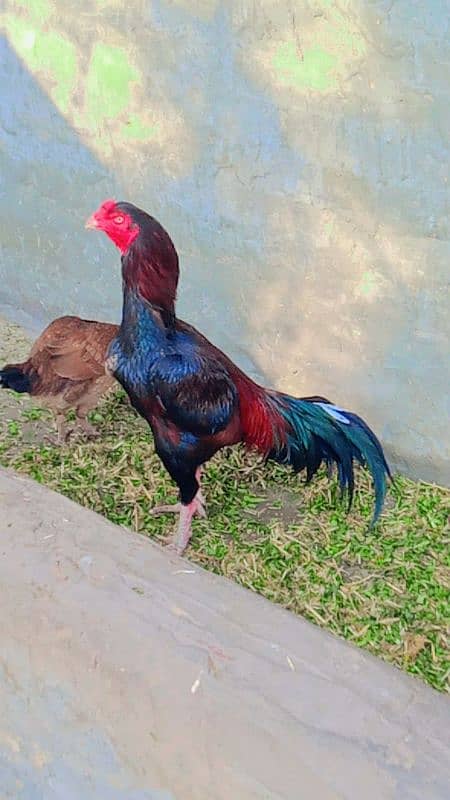 Assel rooster for sale 5