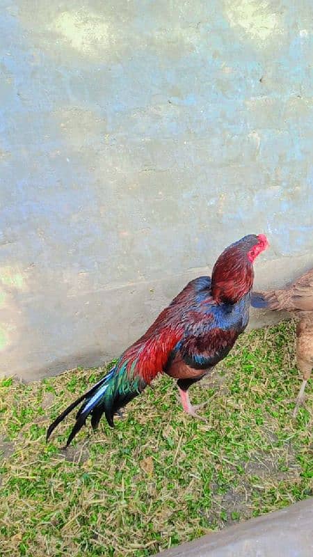 Assel rooster for sale 6