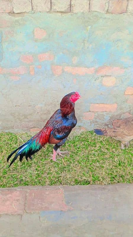 Assel rooster for sale 7