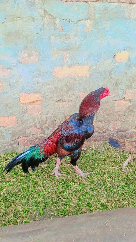 Assel rooster for sale 8