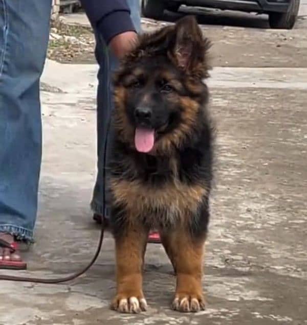 German shepherd Long Coat Male & Female  For Sale 03287625932WhatsApp 1