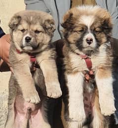 Kurdish Kangal security dog 3 month pair for sale heavy bone