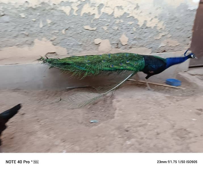 peacock 0