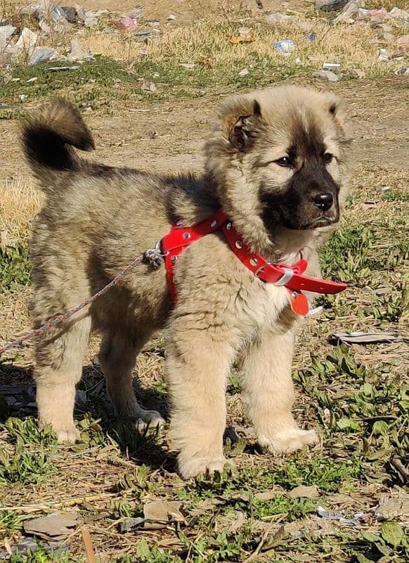 Kurdish Kangal security dog 3 month male for sale heavy bone 0