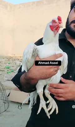 Paper White  | Aseel  | High Quality Heera | Aseel Hens For Sale